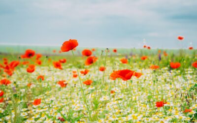 May 2023: Astrological Events + Tarot Reading