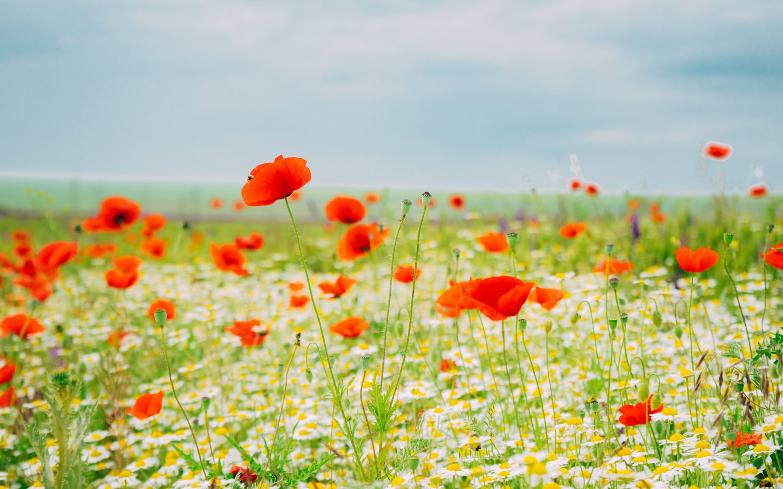May Poppies