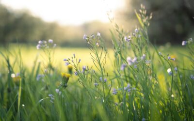 April 2023: Astrological Events + Tarot Reading
