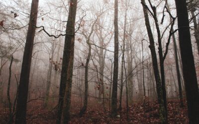 November 2023: Astrological Events + Tarot Reading